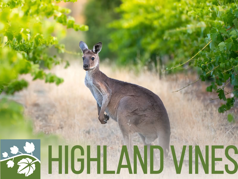 Highland Vines