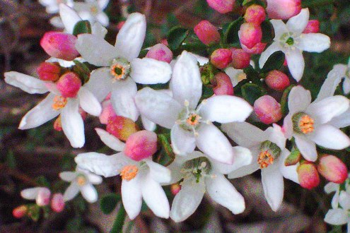 Bendigo Wax-flower - Philotheca verrucosa