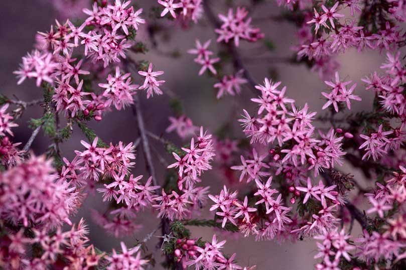 Calytrix tetragona - Common Fringe Myrtle