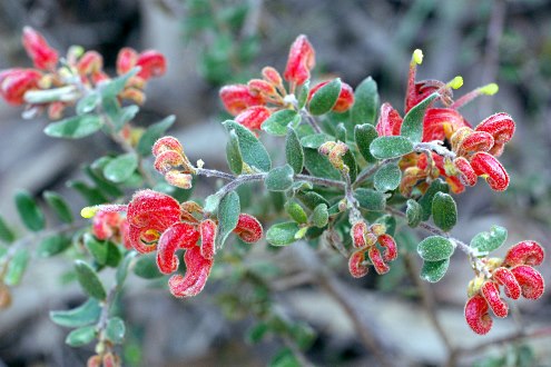 Downy Grevillea - Grevillea alpina