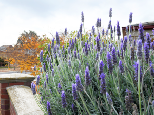 Bendigo Native Plants