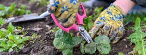 Gardening