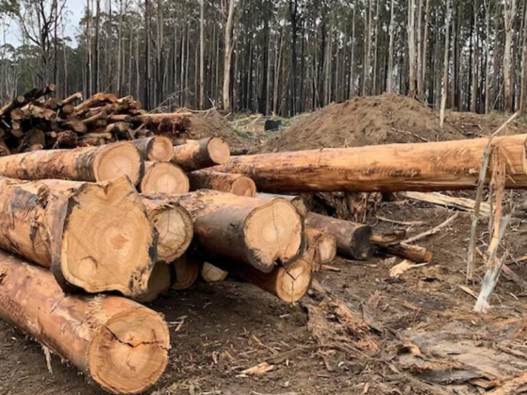 native timber victoria