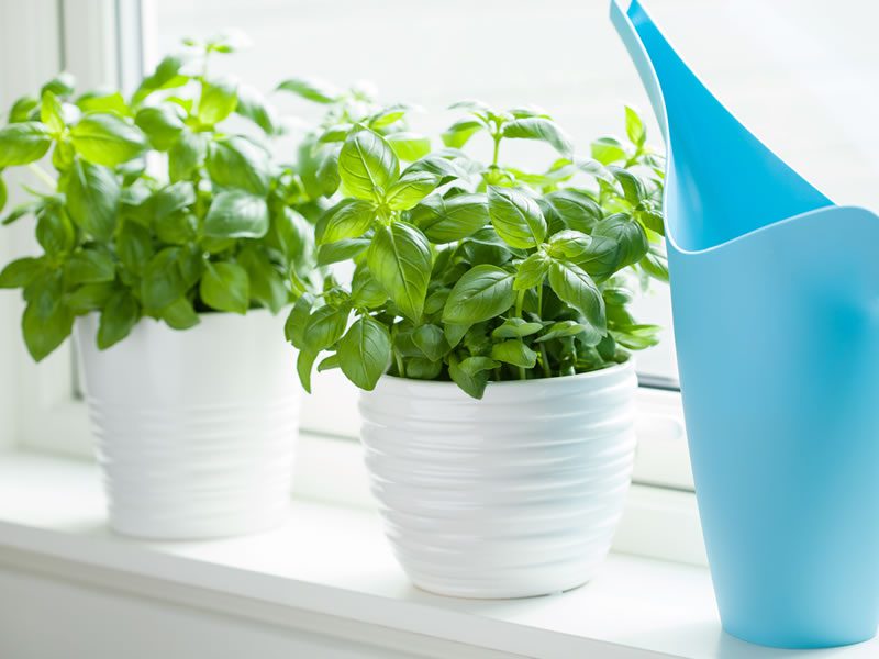 Indoor herb gardens